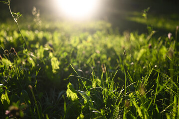 Green grass natural background at sunset with bokeh light. Sun through grass