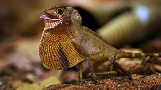 Otocryptis wiegmanni - Brown-patched kangaroo lizard, Sri Lankan kangaroo lizard or Wiegmann's agama, small, ground-dwelling agamid lizard endemic to Sri Lanka, fighting and displaying to its rival.