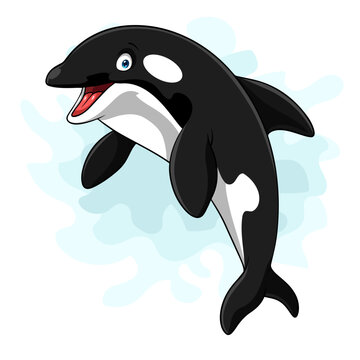 Cartoon orca isolated on white background