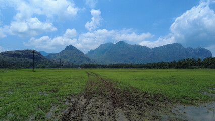 Rice farming in Tamil Nadu, agricultural lands and western ghats mountain range 