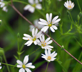 In the forest in the wild bloom Stellaria holostea