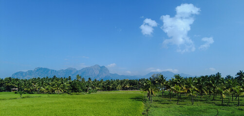 Rice farming in Tamil Nadu, agricultural lands 