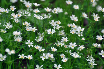 In the forest in the wild bloom Stellaria holostea