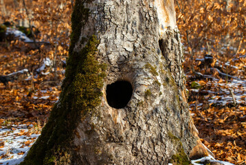 a hollow in the trunk of a tree