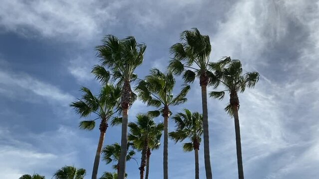 Palm trees on a windy day. Low angle view 