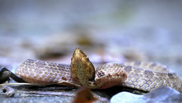 Hump-nosed pit viper (Hypnale zara), in lowlands, venomous brown snake endemic to Sri Lanka, distinguished from Hypnale nepa by variably colored body and less upcurved snout, Sinharaja. Snake attack.