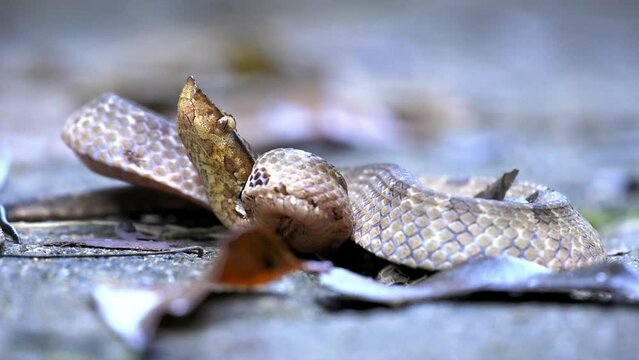Hump-nosed pit viper (Hypnale zara), in lowlands, venomous brown snake endemic to Sri Lanka, distinguished from Hypnale nepa by variably colored body and less upcurved snout, Sinharaja. Snake attack.