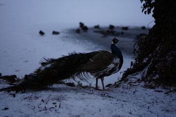 Royal Gardens, Warsaw , Poland  © Marcin