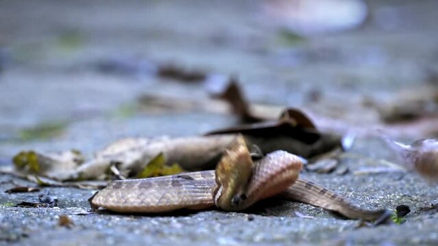 Hump-nosed pit viper (Hypnale zara), in lowlands, venomous brown snake endemic to Sri Lanka, distinguished from Hypnale nepa by variably colored body and less upcurved snout, Sinharaja. Snake attack.