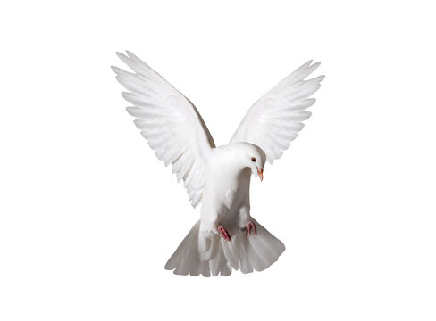 white dove in flight isolated on white