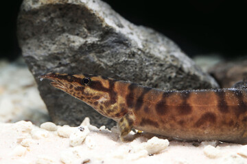 Tanganyikan Spiny Eel (Mastacembelus ellipsifer) 