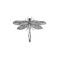 Hand drawn dragonfly insect isolated on white background