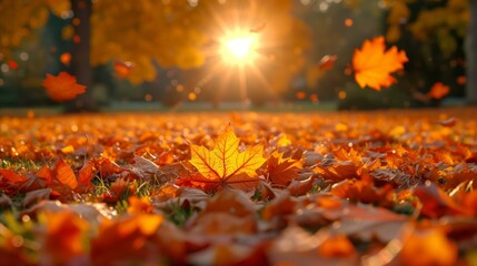 Autumn leaves on ground with sun flare in a serene park