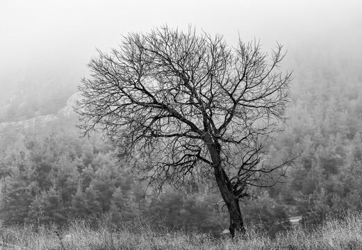 black and white photo of a tree in the fog