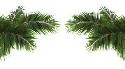 Palm leaf trees cut out backgrounds 3d illustration png file