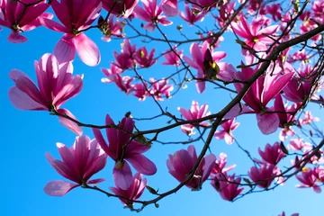 Fotobehang magnolia tree blossoms in springtime with blue sky. tender pink flowers bathing in sunlight. warm April weather. Blooming magnolia tree in spring on pastel bokeh blue sky and pink © Oleksandra