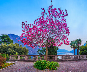 The purple magnolia tree in blossom, Costagnola, Lugano, Switzerland
