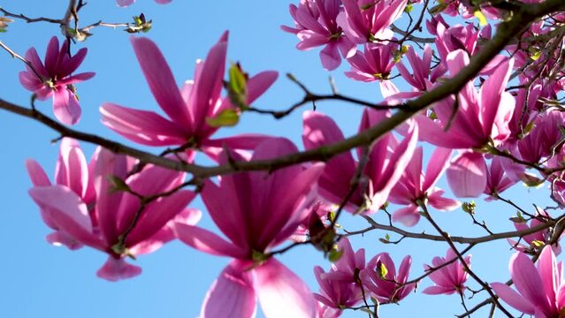 magnolia tree blossoms in springtime with blue sky. tender pink flowers bathing in sunlight. warm April weather. Blooming magnolia tree in spring on pastel bokeh blue sky and pink
