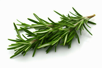 Branch of rosemary on white background with clippings.