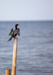 Little Cormorant (Microcarbo niger) in Lowland Nepal
