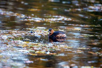 Little Grebe (Tachybaptus ruficollis) in St. Phoenix Park, Dublin
