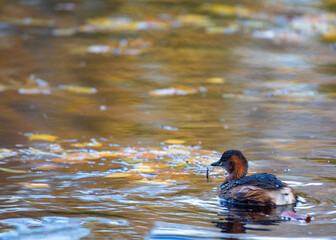 Little Grebe (Tachybaptus ruficollis) in St. Phoenix Park, Dublin