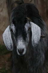Black and white goat
