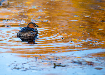 Little Grebe (Tachybaptus ruficollis) in St. Phoenix Park, Dublin