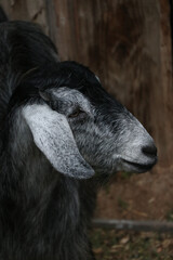 Black and white goat