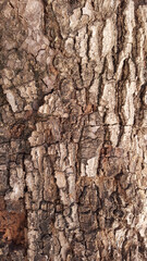 Obraz premium Textura marrom da casca de tronco de abacateiro antigo