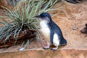 Little Penguin (Eudyptula minor) in Australia