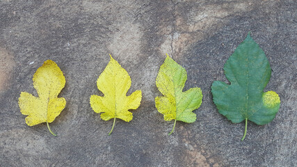 folhas de amoreira sobre calçada, com diferentes tons de amarelo e verde.