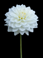 isolated  white dahlia with long stem