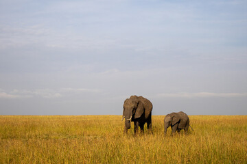 Group of African elephants in the wild