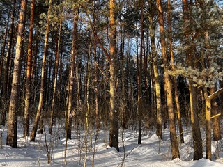 Obraz premium Pine forest in winter sunny day. Beautiful winter landscape with snow.