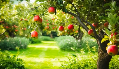 Foto op Canvas apple tree field in the green summer garden. The beauty and abundance of the orchard landscape. © PJang