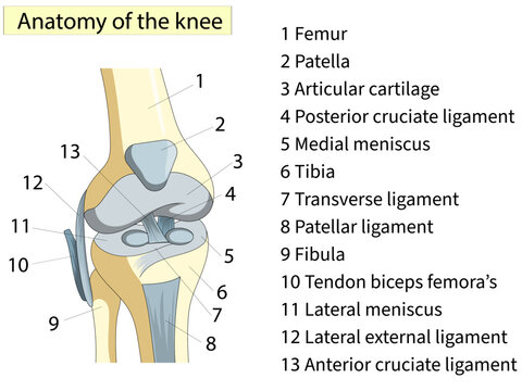 Anatomy. Knee Joint Cross Section Showing the major parts which made the knee joint For Basic Medical Education