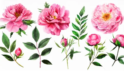 Zelfklevend Fotobehang set watercolor pink flowers garden roses peonies collection leaves branches botanic illustration isolated on white background © William