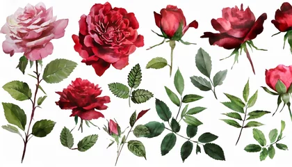 Foto auf Acrylglas set watercolor elements of roses collection garden red burgundy flowers leaves branches botanic illustration isolated on white background © William