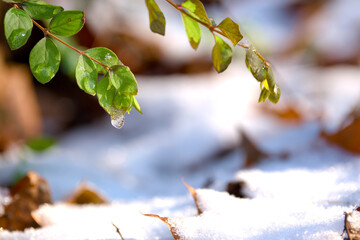 frozen drop of water on a green leaf on a sunny winter day
