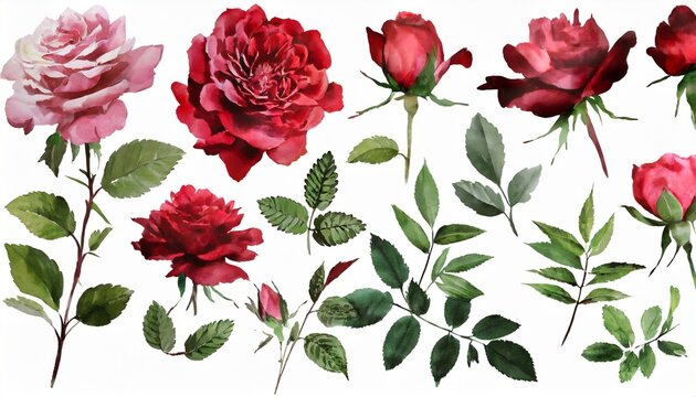 set watercolor elements of roses collection garden red burgundy flowers leaves branches botanic illustration isolated on white background