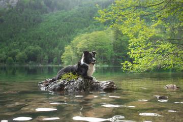 A old Border Collie dog lies on a rock in the midst of a lake, surrounded by verdant forest. This...