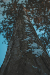 Fototapeta premium the trunk of a snow-covered tree. low angle