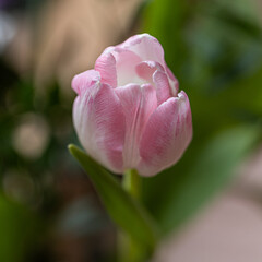 Tulips pink. A pair of pink tulips in a gentle embrace. A spring blurring background with bright tulips vertically . Macro. Tulipa. Liliaceae Family. Copy space