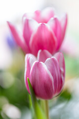 Naklejka premium close-up of variegated purple and white tulips