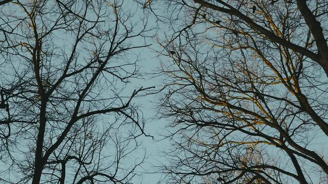 crows sit on tree branches