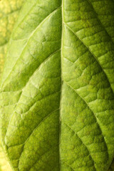 Detail shot of tropical avocado leaves, close up. Avocado seedling growing in a home garden.