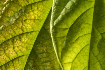 Detail shot of tropical avocado leaves, close up. Avocado seedling growing in a home garden.