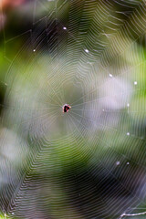 a crab Spider in hawaii