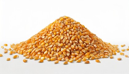 pile of dry corn seed isolated on white background